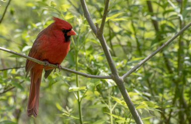 Erkek Kuzey Kardinal