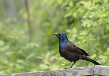 siyah kuş tünemiş