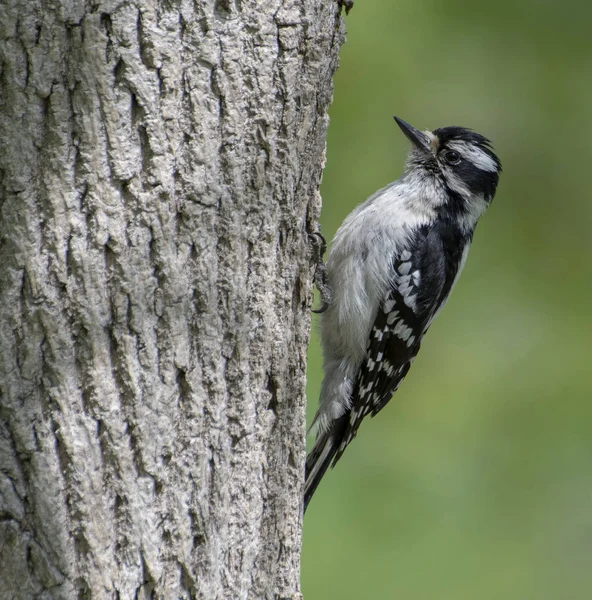 Female Downy Woodpecker — Stock Photo, Image