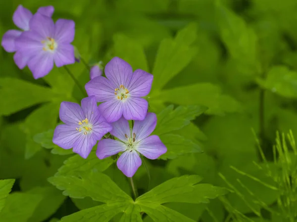 Wild paarse bloem — Stockfoto