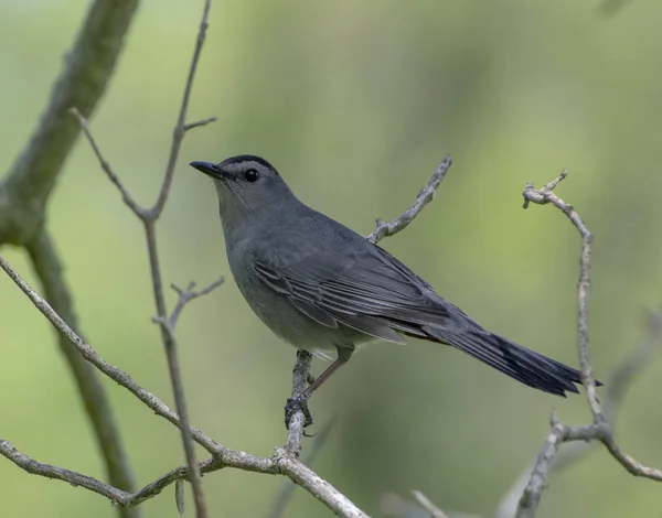 Katzenvogel hockt auf einem Ast — Stockfoto