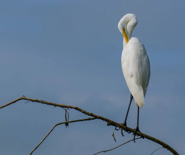 White Egret Empoleirado Galho Árvore Pântano — Fotografia de Stock