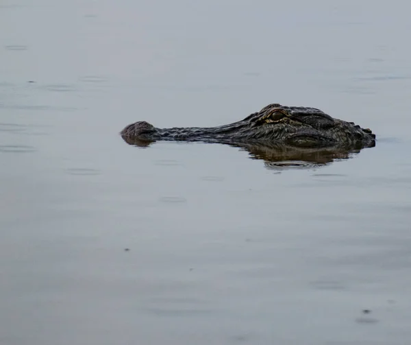 Amerikaanse Alligator Het Water Wachtend Prooi Heimelijk — Stockfoto