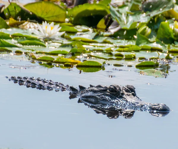 Amerikaanse Alligator Het Water Wachtend Prooi Heimelijk — Stockfoto