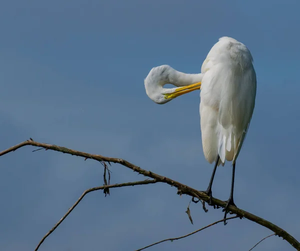 Bianco Egret Arroccato Ramo Albero Una Palude — Foto Stock