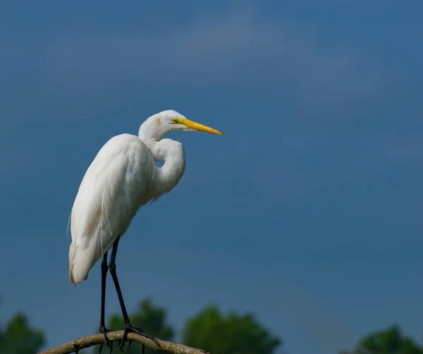 White Egret Empoleirado Galho Árvore Pântano — Fotografia de Stock