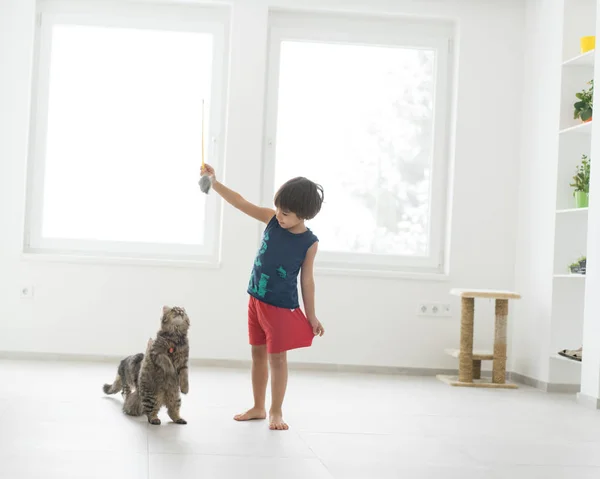 Pequeño niño jugando con su gato disfrutando en casa — Foto de Stock