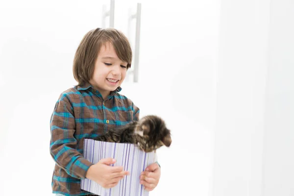 Little boy playing with his cat in little gift box — Stock Photo, Image