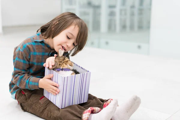 Onun küçük hediye kutusu kedi ile oynarken küçük çocuk — Stok fotoğraf