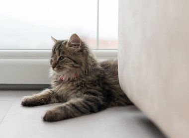 Şirin kedi evde zevk