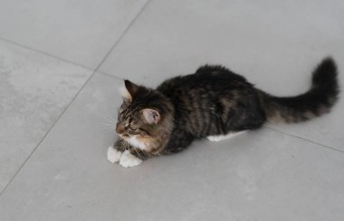 Şirin kedi evde zevk