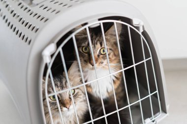 Şirin kedi kafeste seyahat için hazır