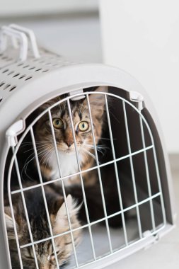 Şirin kedi kafeste seyahat için hazır