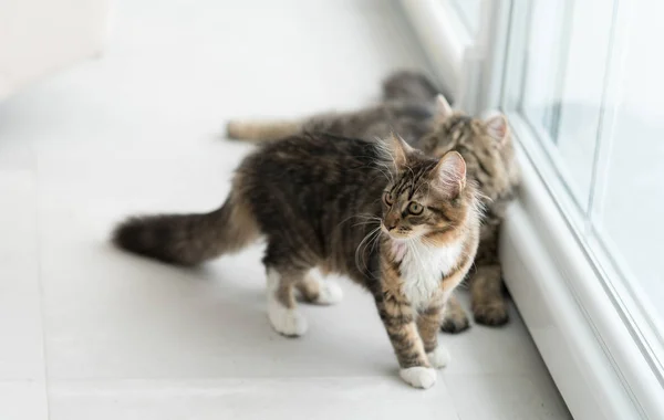 Söt katt njuter på hem söker tråg pvc fönster — Stockfoto