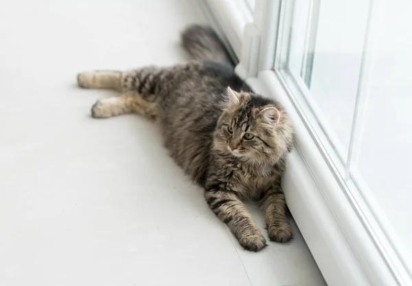 Gato bonito desfrutando em casa olhando pela janela pvc — Fotografia de Stock