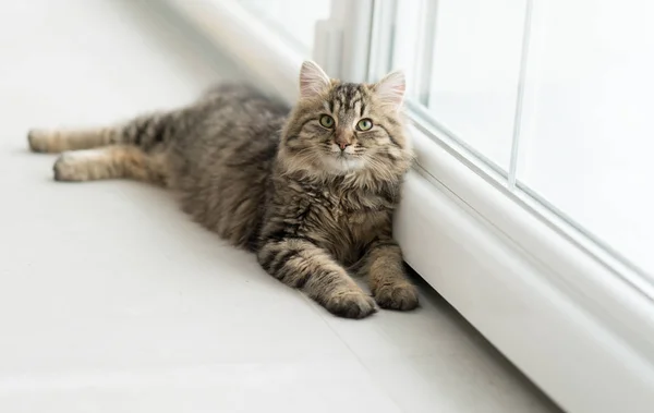 Gato bonito desfrutando em casa olhando pela janela pvc — Fotografia de Stock