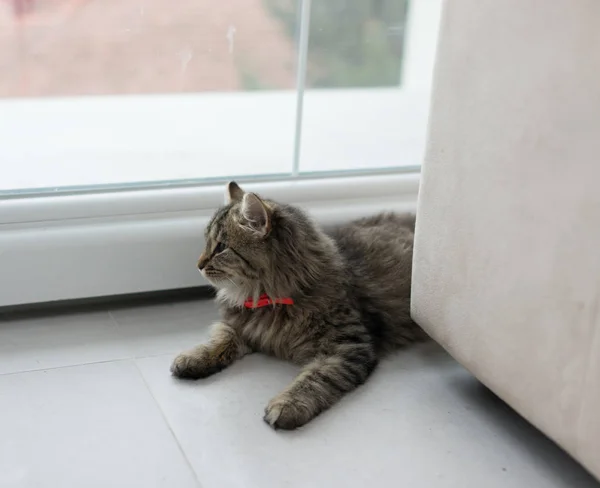Lindo gato disfrutando en casa — Foto de Stock