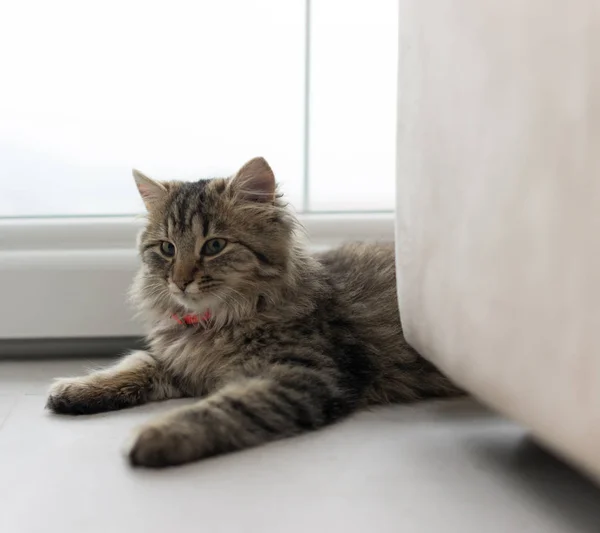 Schattige kat thuis genieten — Stockfoto