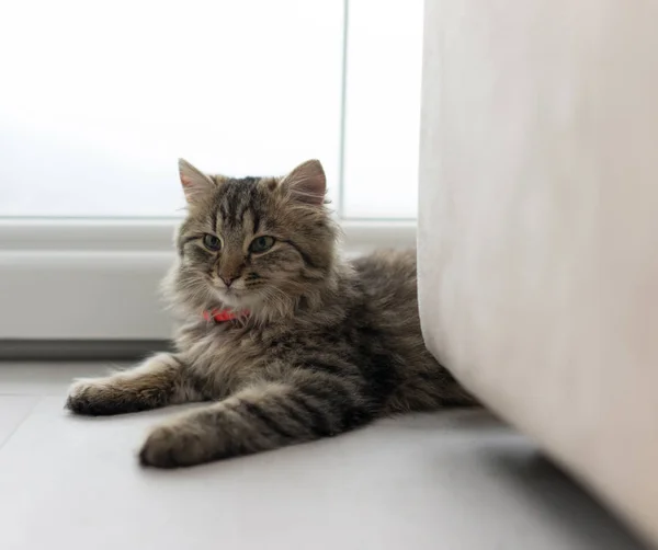 Aranyos macska élvezi otthon — Stock Fotó
