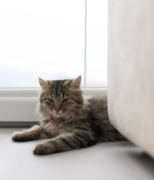 Lindo gato disfrutando en casa — Foto de Stock