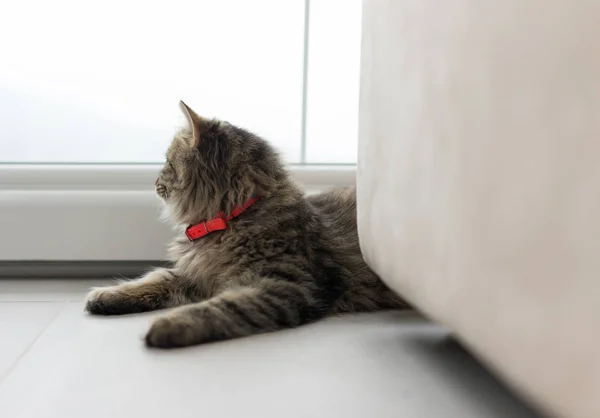 Lindo gato disfrutando en casa — Foto de Stock