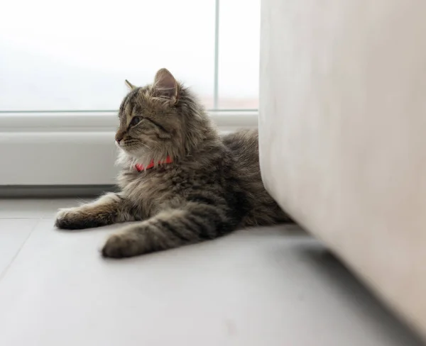 Gato bonito desfrutando em casa — Fotografia de Stock