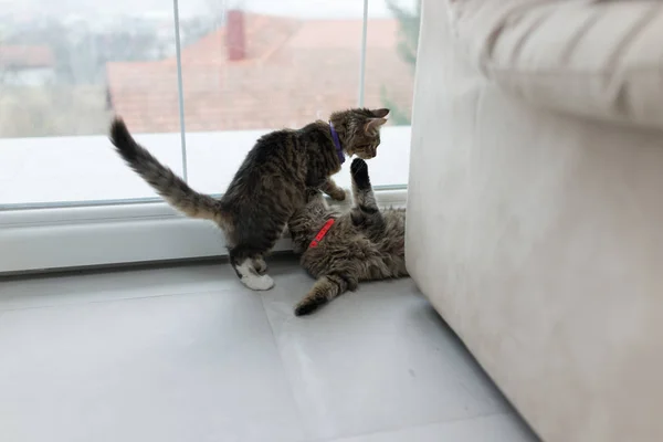 Lindo gato disfrutando en casa — Foto de Stock