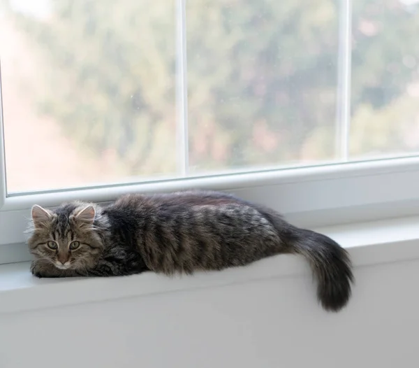 Ładny kot korzystających w domu — Zdjęcie stockowe