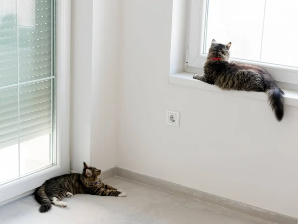 Söt katt njuta hemma — Stockfoto