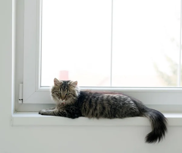 Roztomilý kočka se těší na domácí — Stock fotografie