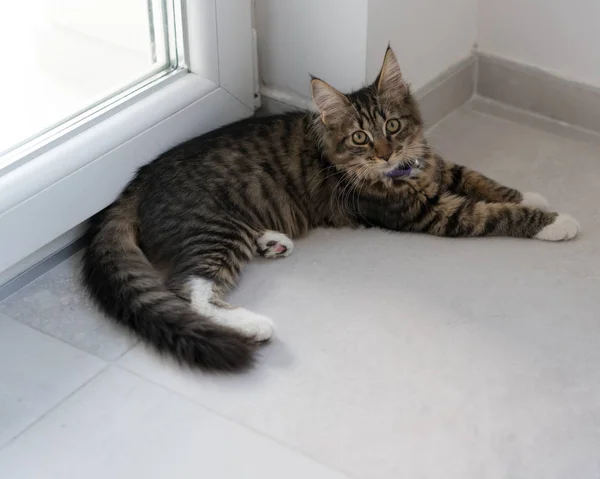 Schattige kat thuis genieten — Stockfoto