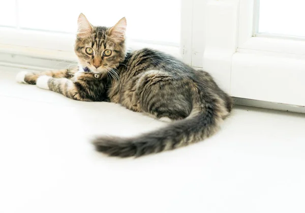 Gato bonito desfrutando em casa — Fotografia de Stock