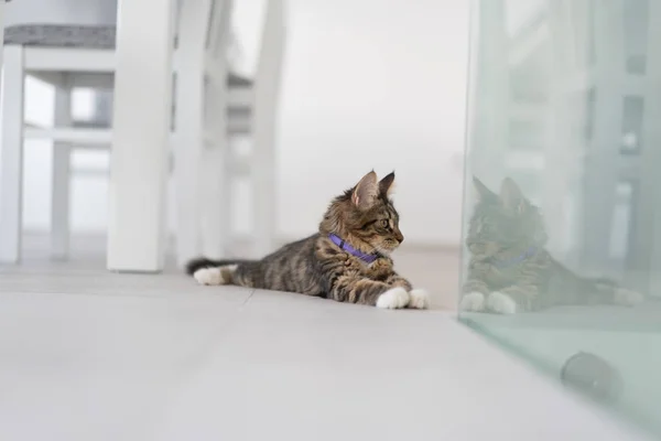 かわいい猫を家で楽しむ — ストック写真