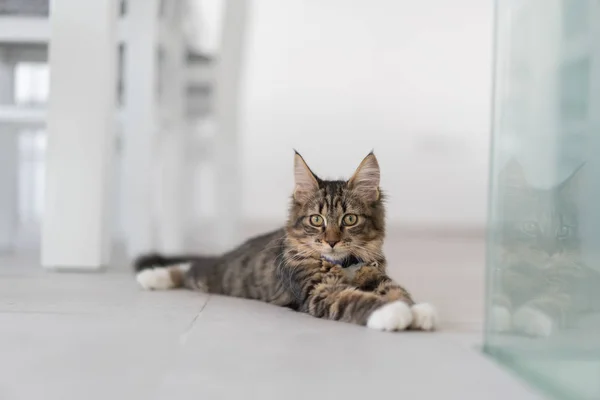 かわいい猫を家で楽しむ — ストック写真