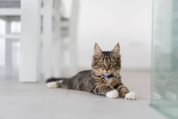 Aranyos macska élvezi otthon — Stock Fotó
