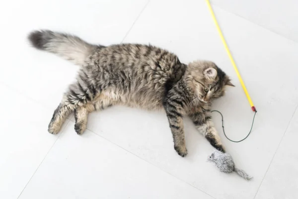 Lindo gato disfrutando en casa — Foto de Stock