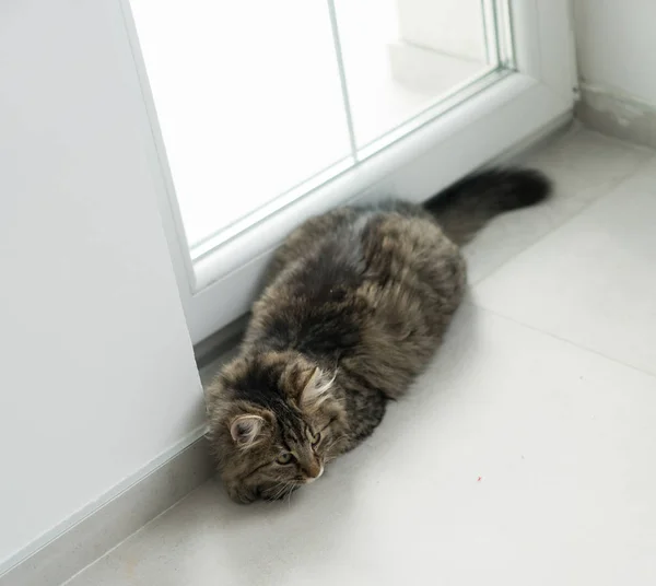 Lindo gato disfrutando en casa — Foto de Stock