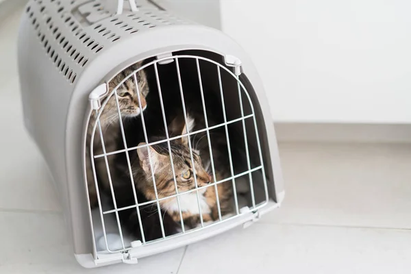 Χαριτωμένο γάτα στο κλουβί που είναι έτοιμο για το ταξίδι — Φωτογραφία Αρχείου