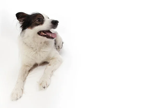 Mischlingshund Auf Weiß — Stockfoto
