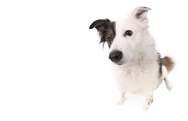 Perro Mestizo Blanco — Foto de Stock