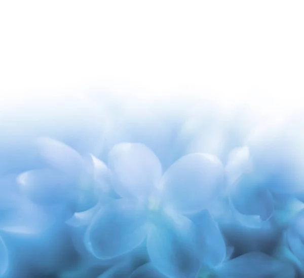 コピー スペースとライラックの花の背景 Lensbaby ソフト フォーカス レンズ — ストック写真