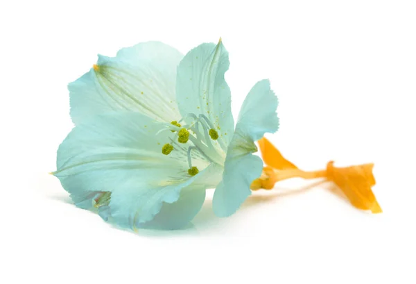 Flor Lírio Azul Isolado Branco — Fotografia de Stock