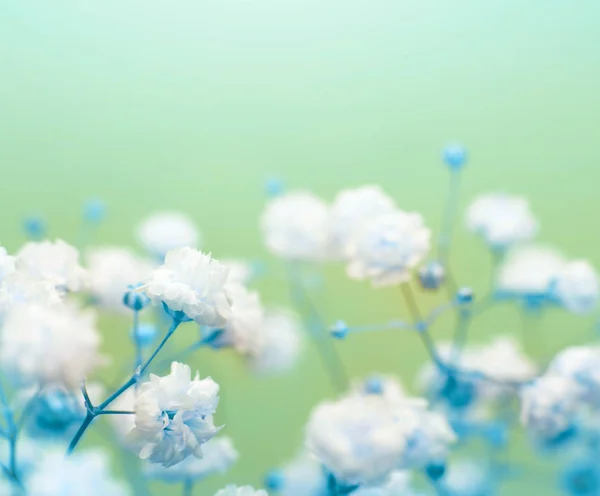 Weiße Blume Auf Blauem Hintergrund Weicher Fokus — Stockfoto