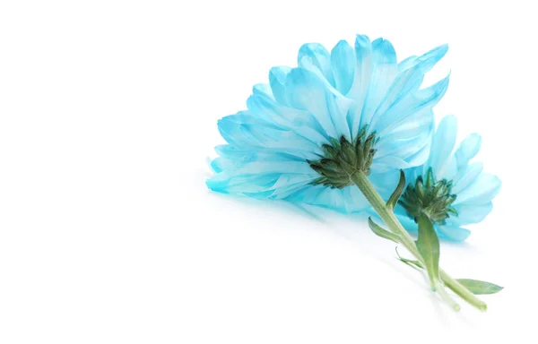 Blå Krysantemum Blomma Vit — Stockfoto