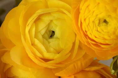 Sarı anemon çiçeği arka plan