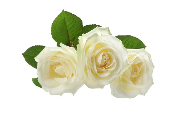 Tres Rosas Blancas Aisladas Blanco — Foto de Stock