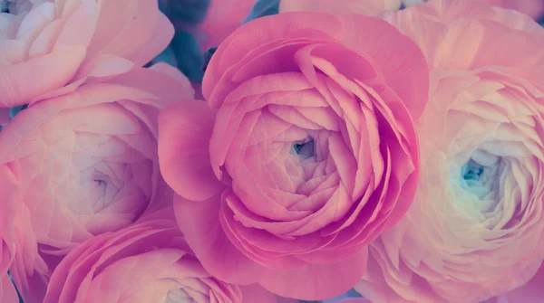 Anemone Różowy Kwiat Bukiet Tło — Zdjęcie stockowe