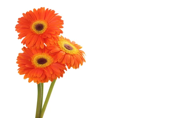 Rode Gerbera Bloem Geïsoleerd Wit — Stockfoto