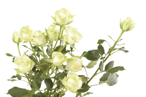 Rose Bianche Bouquet Fiori Sfondo Bianco Isolato — Foto Stock