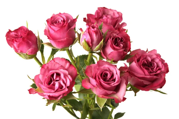 Rose Rosse Bouquet Fiori Sfondo Bianco Isolato — Foto Stock